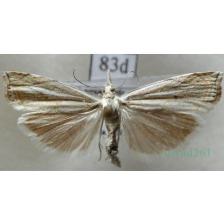 Crambus lathoniellus (Zincken, 1817) Wachlarzyk natrawny Czech83d